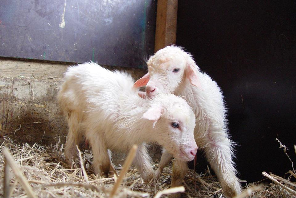 lammeren