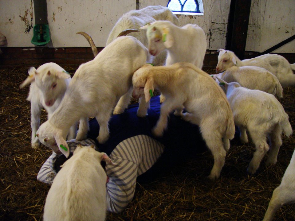lammetjes